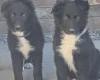 German Shepherd (Alsatian)