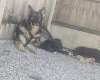 German Shepherd (Alsatian)