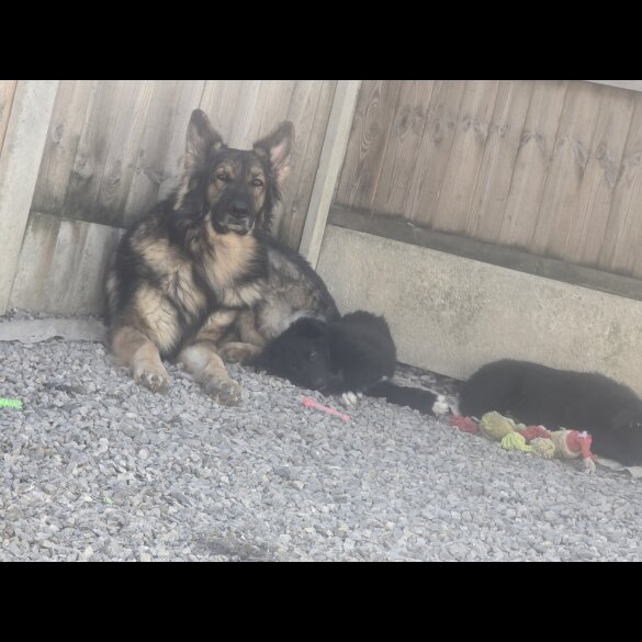 German Shepherd (Alsatian)