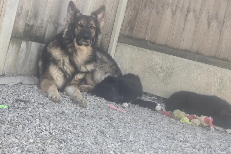 German Shepherd (Alsatian)