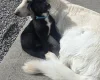 German Shepherd (Alsatian)