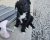 German Shepherd (Alsatian)