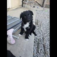 German Shepherd (Alsatian)