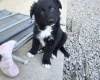 German Shepherd (Alsatian)