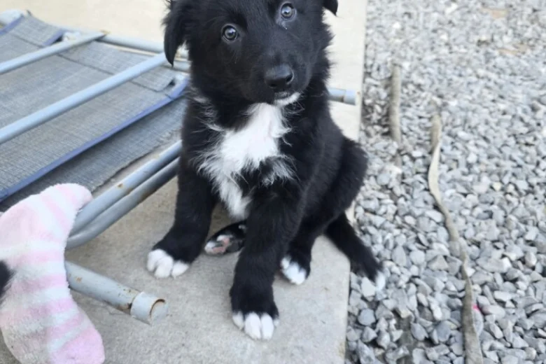 German Shepherd (Alsatian)