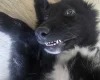 German Shepherd (Alsatian)