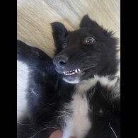 German Shepherd (Alsatian)