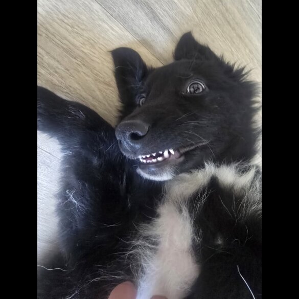German Shepherd (Alsatian)