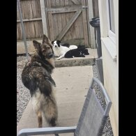 German Shepherd (Alsatian)