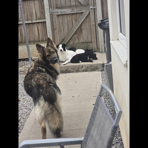 German Shepherd (Alsatian)