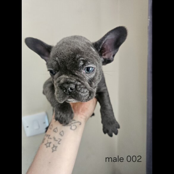 French Bulldog