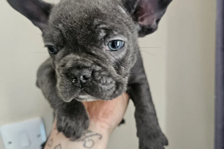 French Bulldog