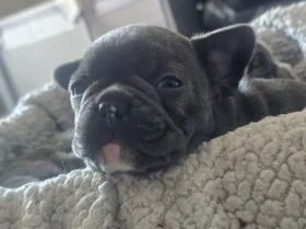 French Bulldog