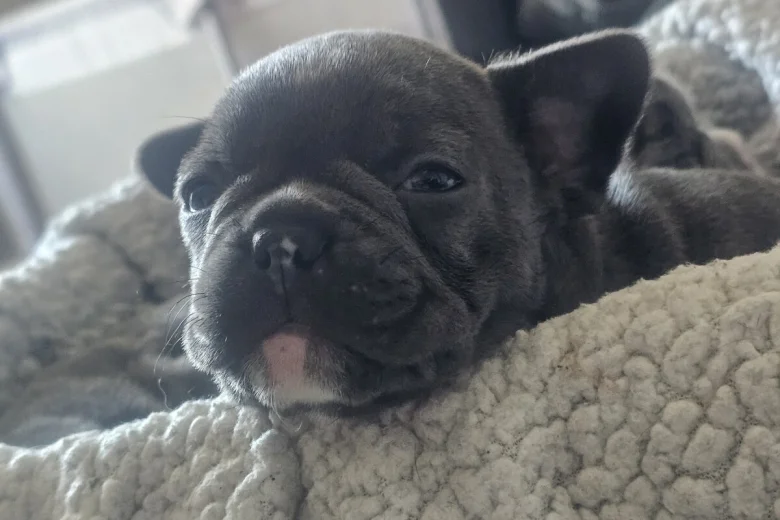 French Bulldog