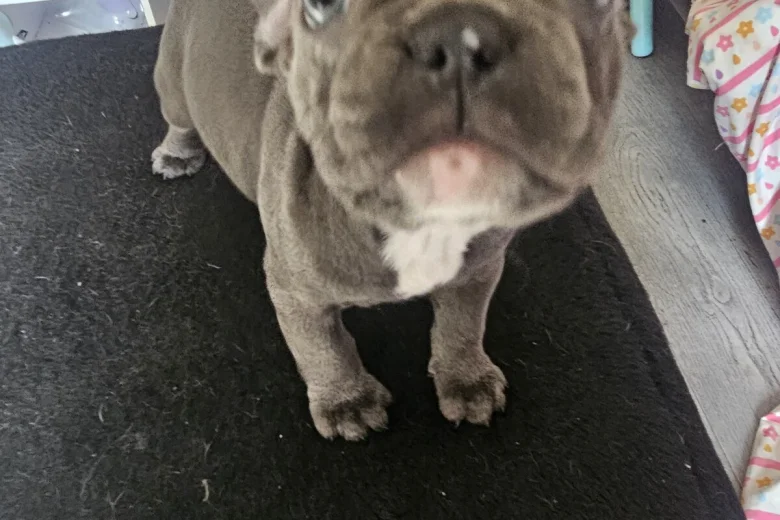 French Bulldog