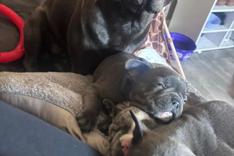 French Bulldog
