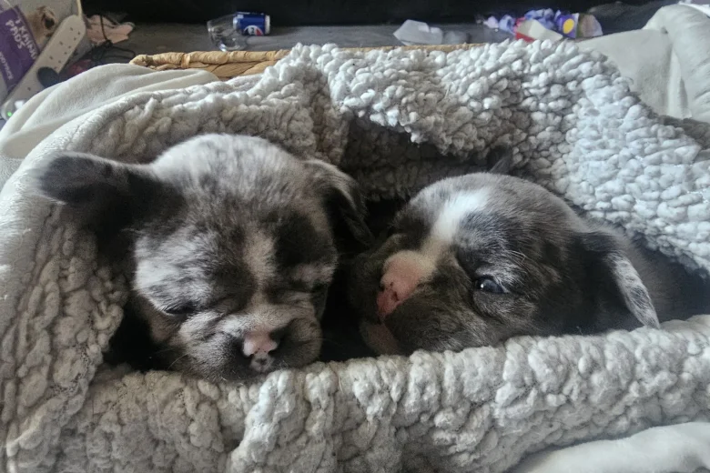 French Bulldog