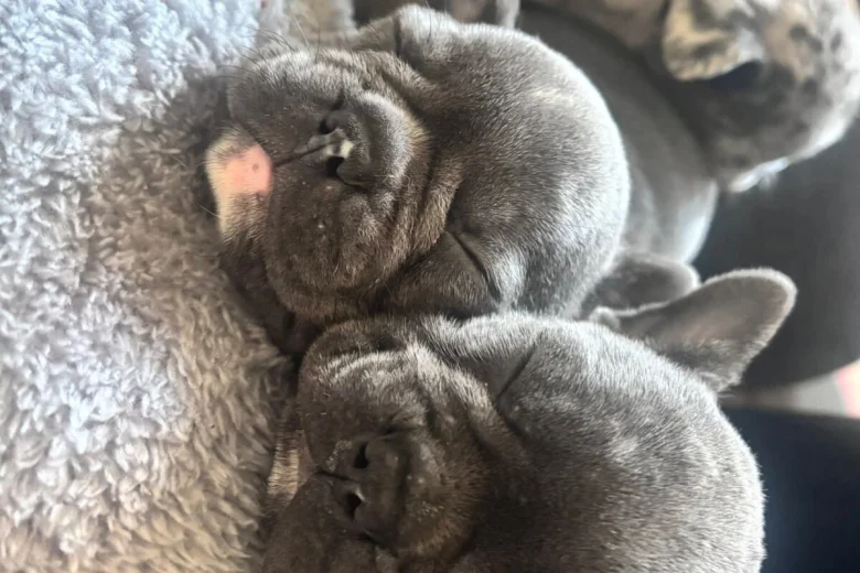 French Bulldog