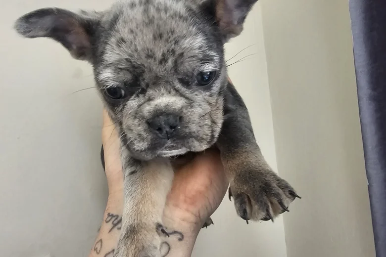 French Bulldog
