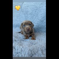 Dachshund (Miniature Smooth Haired)