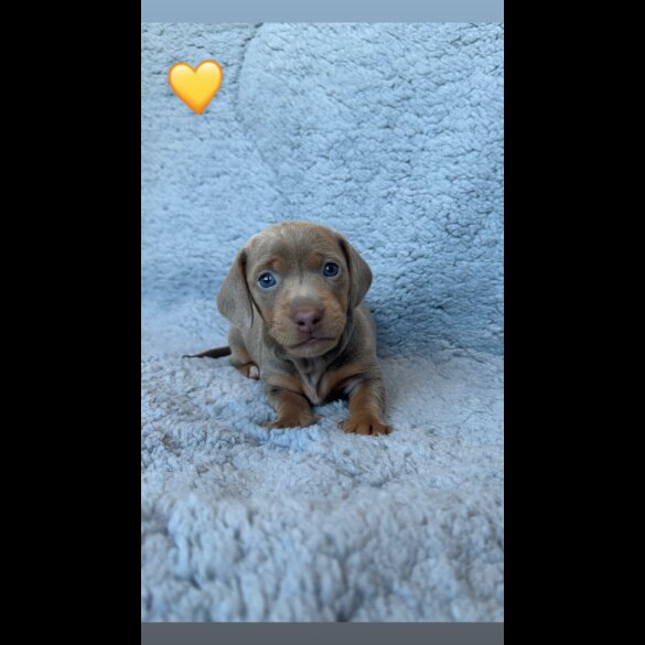 Dachshund (Miniature Smooth Haired)