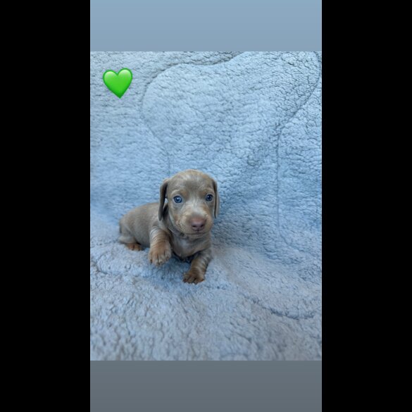 Dachshund (Miniature Smooth Haired)