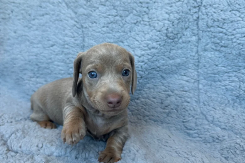Dachshund (Miniature Smooth Haired)