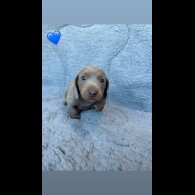 Dachshund (Miniature Smooth Haired)