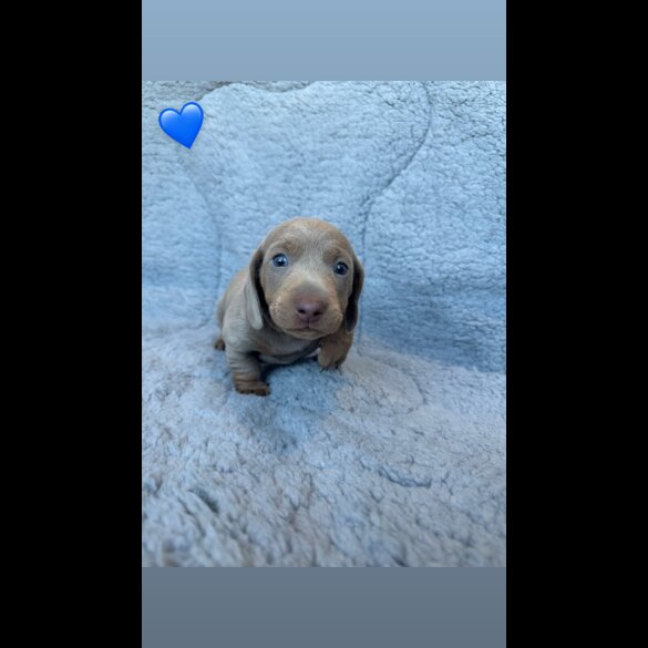 Dachshund (Miniature Smooth Haired)