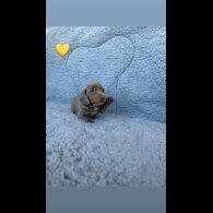 Dachshund (Miniature Smooth Haired)