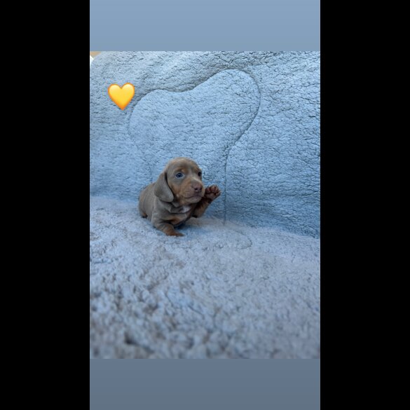 Dachshund (Miniature Smooth Haired)