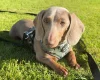 Dachshund (Miniature Smooth Haired)