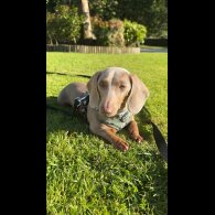 Dachshund (Miniature Smooth Haired)