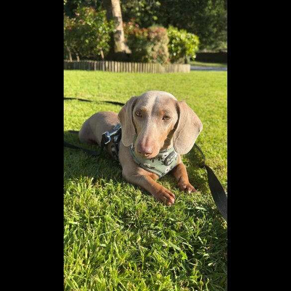 Dachshund (Miniature Smooth Haired)