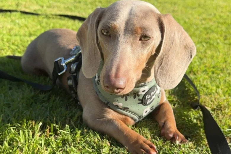 Dachshund (Miniature Smooth Haired)