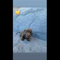 Dachshund (Miniature Smooth Haired)