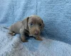 Dachshund (Miniature Smooth Haired)