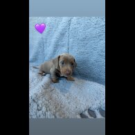Dachshund (Miniature Smooth Haired)