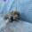 Dachshund (Miniature Smooth Haired)