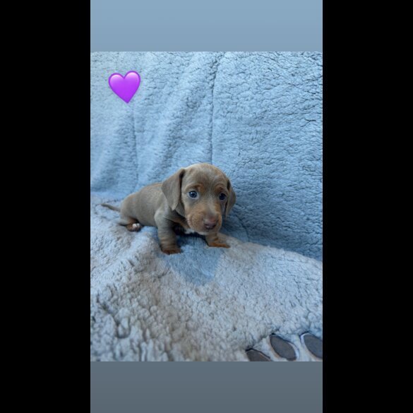 Dachshund (Miniature Smooth Haired)