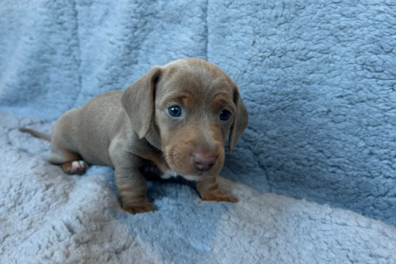 Dachshund (Miniature Smooth Haired)