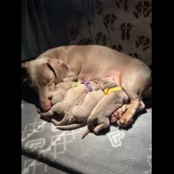 Dachshund (Miniature Smooth Haired)