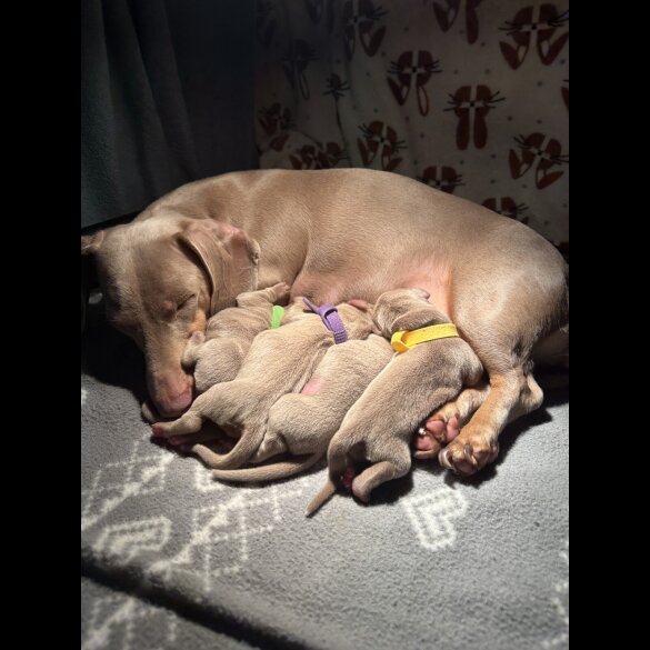 Dachshund (Miniature Smooth Haired)