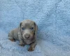 Dachshund (Miniature Smooth Haired)
