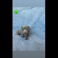 Dachshund (Miniature Smooth Haired)