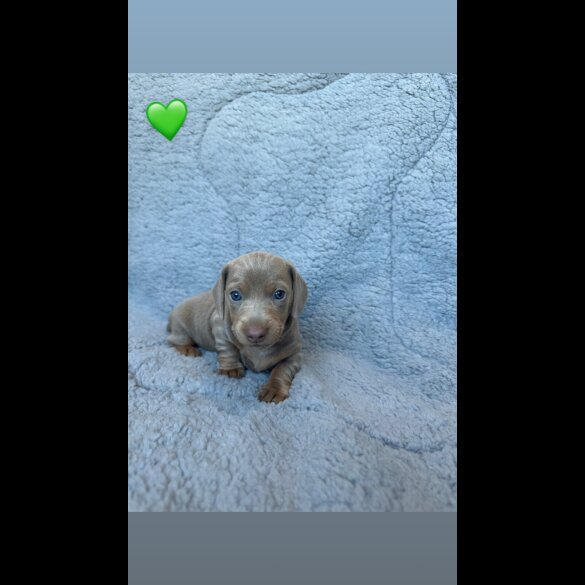 Dachshund (Miniature Smooth Haired)