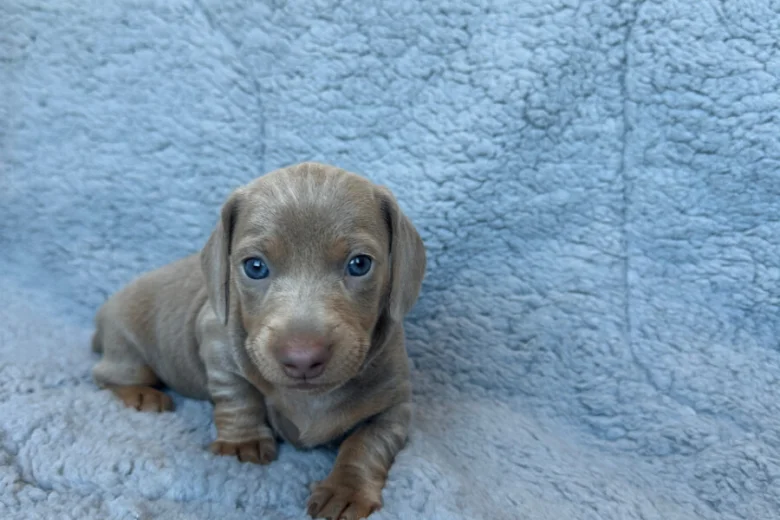 Dachshund (Miniature Smooth Haired)