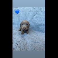 Dachshund (Miniature Smooth Haired)