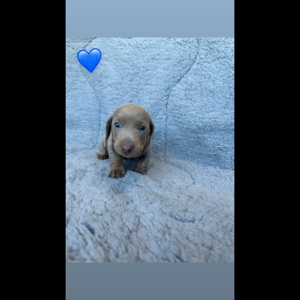 Dachshund (Miniature Smooth Haired)