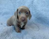 Dachshund (Miniature Smooth Haired)